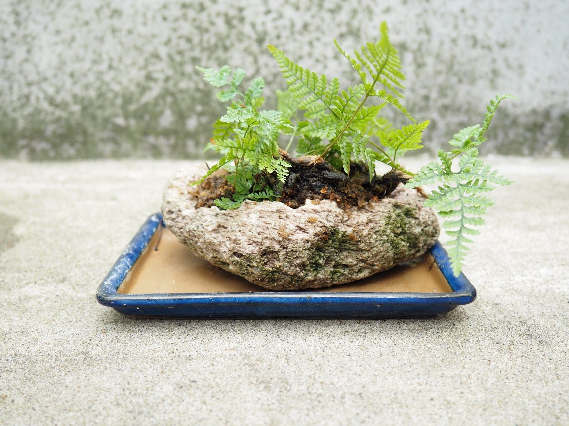 トキワシノブと軽石石鉢: 横浜の盆栽同好会(栄盆栽同好会)
