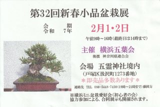 盆栽展出品NO.05 主：サツキ（桃源郷） 受：五色ドクダミ 添：風知草: 横浜の盆栽同好会(栄盆栽同好会)